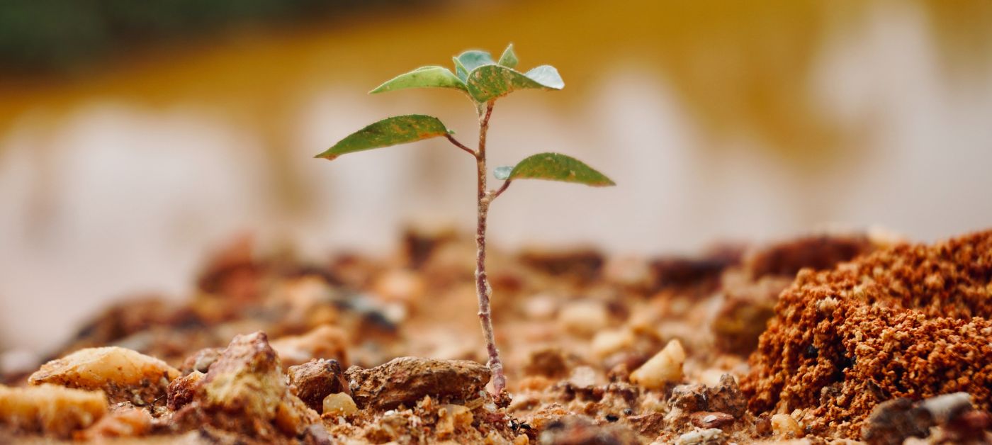 Tree planting