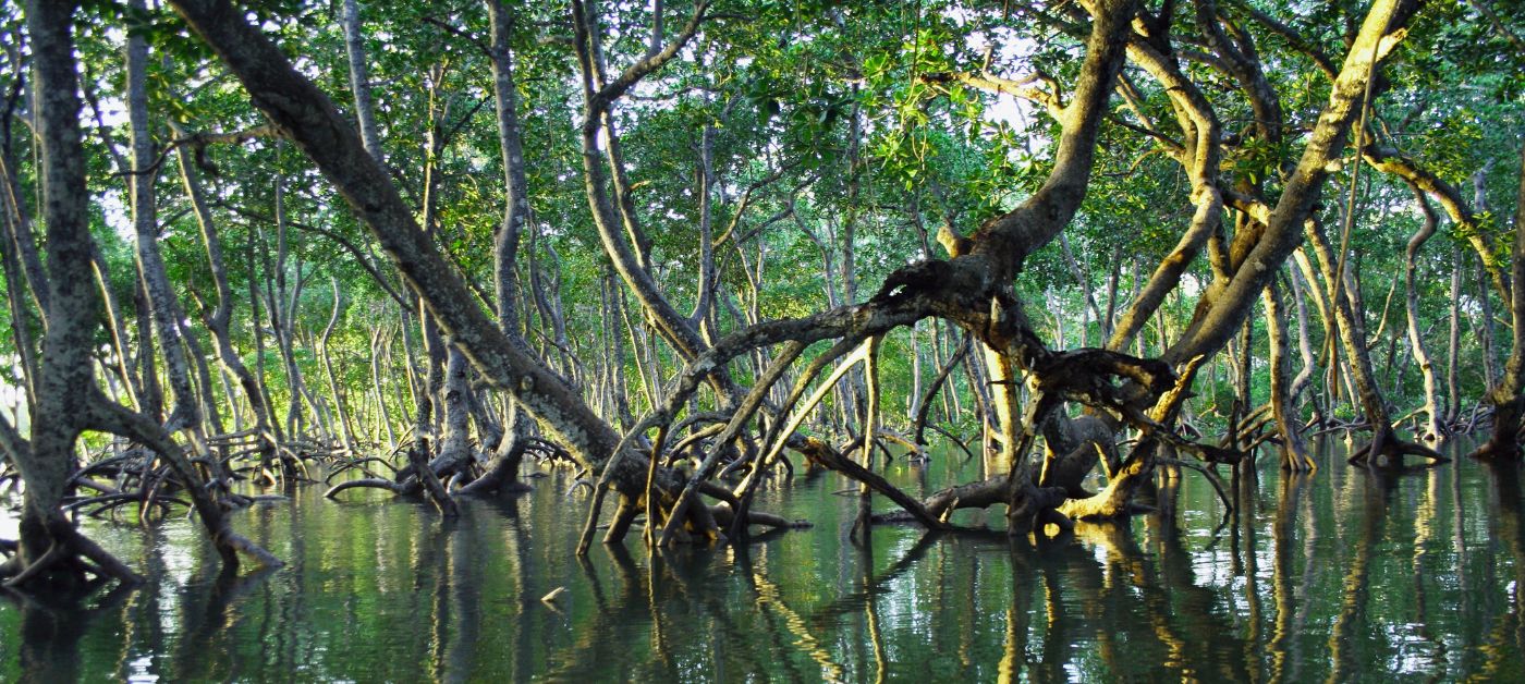Mangrove forest, endangered by shrimp farms.